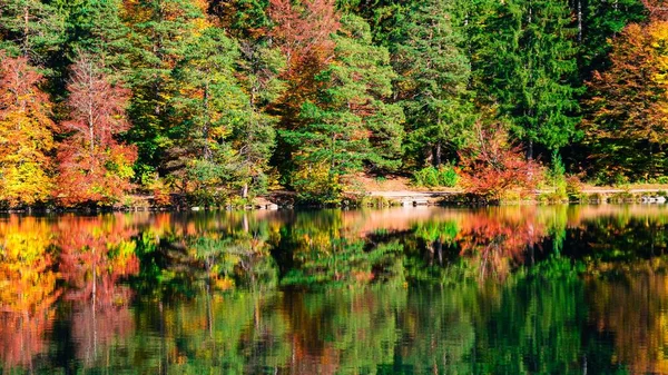 湖の近くの美しい森のローアングルの景色 — ストック写真