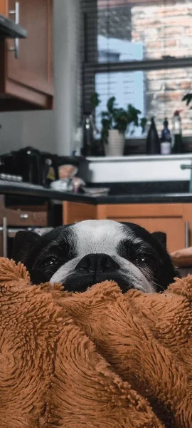 Vertical Closeup Adorable Boston Terrier Resting Soft Blanket Kitchen — Stock Photo, Image
