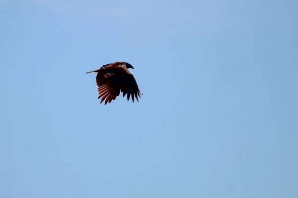Eagle Flying Bright Sky — Photo