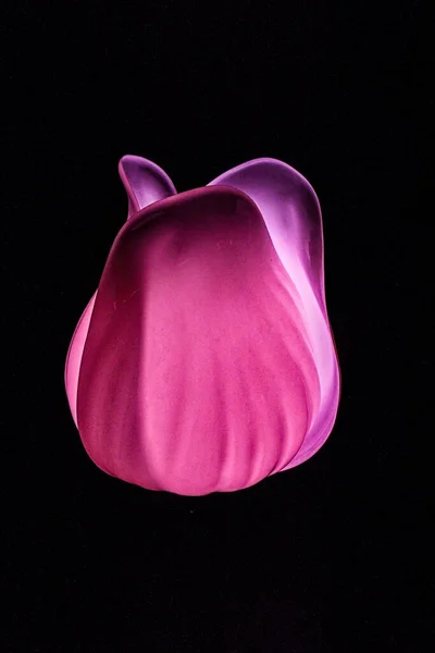 Μια Κάθετη Λήψη Ενός Σκούρου Μωβ Τριαντάφυλλου Ένα Απομονωμένο Φόντο — Φωτογραφία Αρχείου