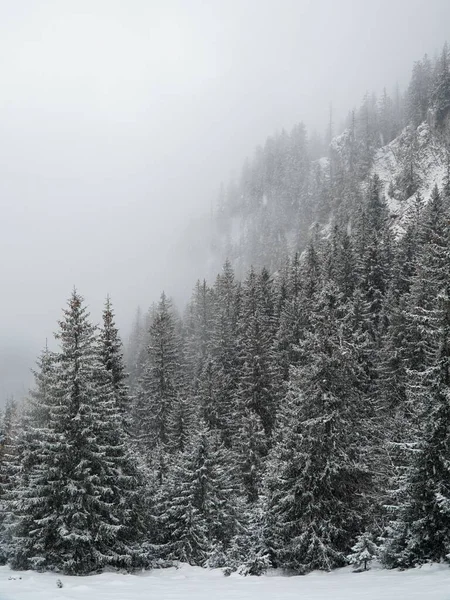 Hóval Borított Erdő Sűrű Fákkal — Stock Fotó