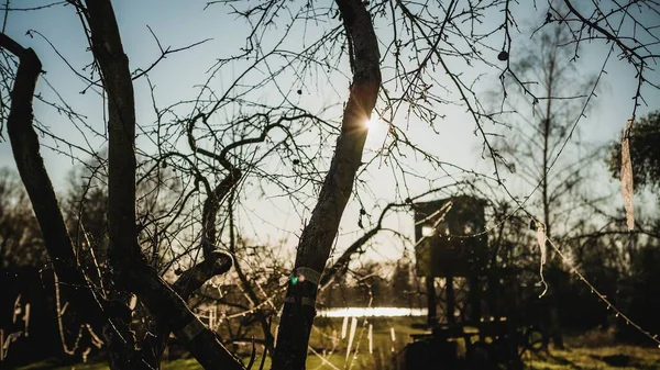 Sol Brilhando Atrás Dos Ramos Intemperizados Uma Árvore — Fotografia de Stock