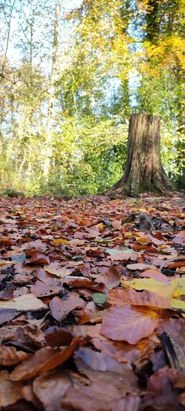 Ξερά Φύλλα Στο Έδαφος Του Δάσους — Φωτογραφία Αρχείου