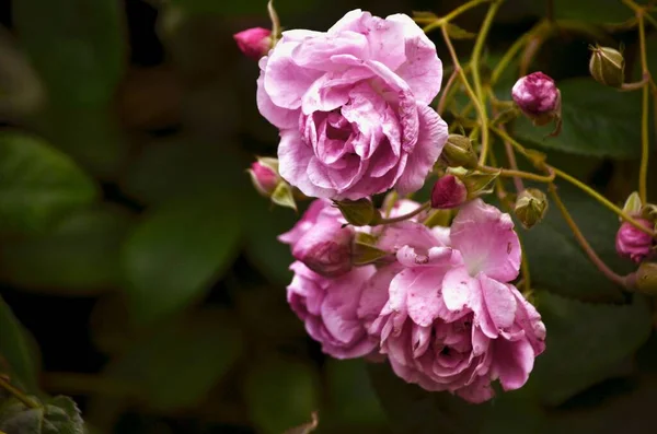 Ένα Κοντινό Πλάνο Ροζ Τριαντάφυλλων Που Φυτρώνουν Έναν Πράσινο Θάμνο — Φωτογραφία Αρχείου
