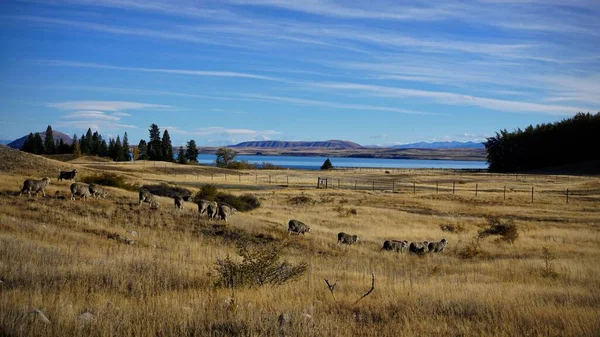 Uma Imagem Uma Vista Lago Tekapo Campo Cheio Ovelhas — Fotografia de Stock
