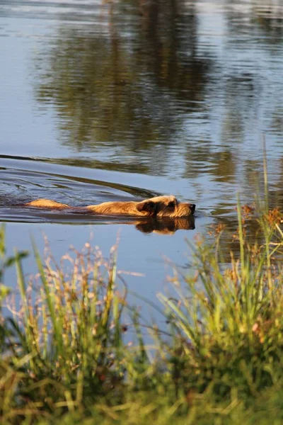 湖で泳ぐ犬 — ストック写真