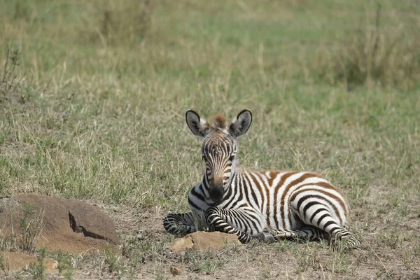 Közelkép Egy Zebráról Amint Földön Pihen Kamerába Néz Egy Afrikai — Stock Fotó