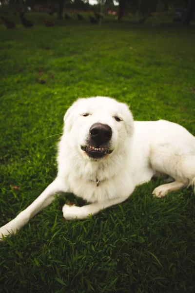 Eine Vertikale Aufnahme Eines Flauschigen Weißen Maremmano Schäferhundes Auf Einer — Stockfoto