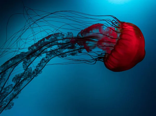 Primer Plano Una Medusa Roja Bajo Agua — Foto de Stock