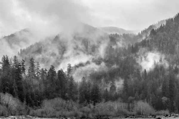 Una Escala Grises Aérea Árboles Denso Bosque Cubierto Niebla Parque —  Fotos de Stock