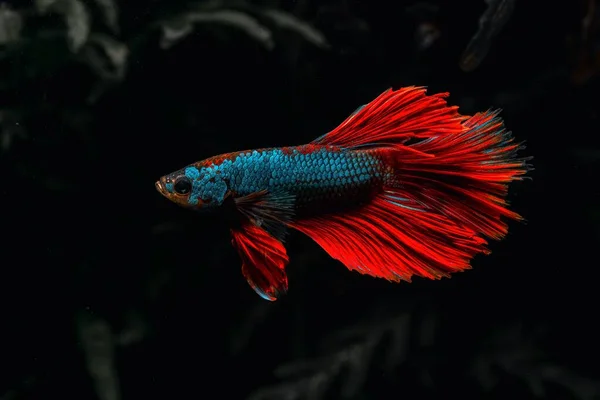 Een Rode Haan Vis Zwemmen Het Water — Stockfoto