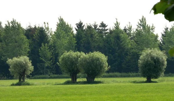 木々に囲まれた緑の野の絶景 — ストック写真