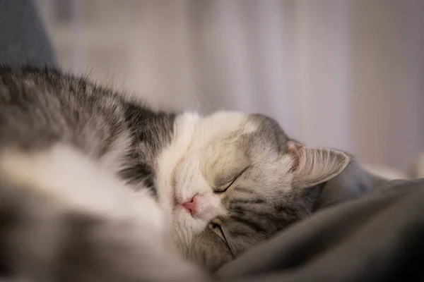Mignon Chat British Shorthair Moelleux Dormant Dans Une Chambre — Photo