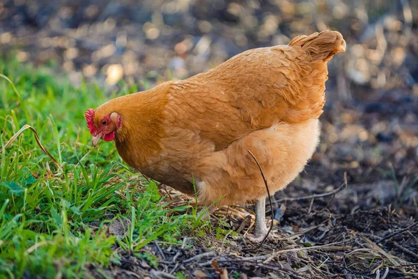 Närbild Föräldralös Kyckling Som Klöser Efter Insekt — Stockfoto