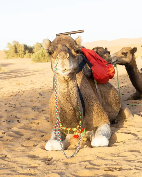 Zbliżenie Ujęcia Słodkiego Wielbłąda Spoczywającego Gorących Piaskach Sahary Pustynia Maroku — Zdjęcie stockowe