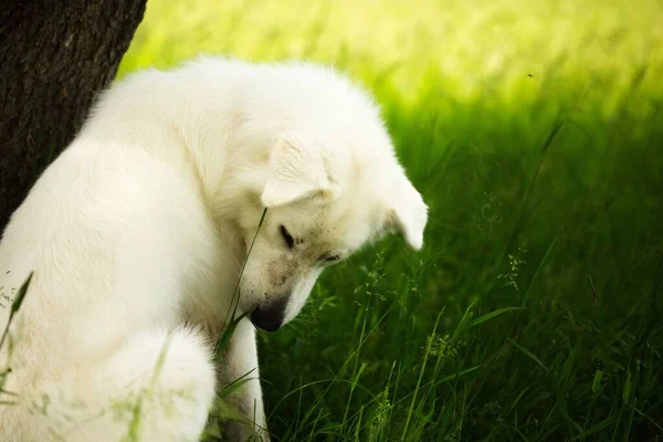 一只毛茸茸的白色Maremmano牧羊犬在青绿的草地上拍的一张美丽的照片 — 图库照片