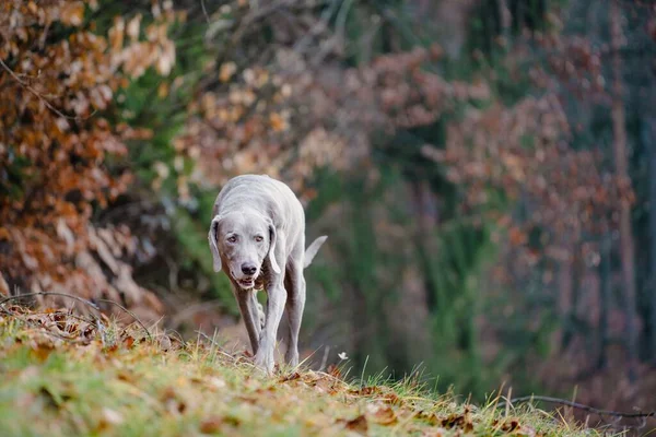 Weimaraner 'ın parkta yürüdüğü güzel bir manzara.