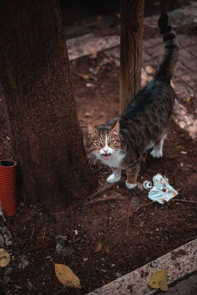 Lovitură Closeup Unei Pisici Lângă Copac Stradă — Fotografie, imagine de stoc