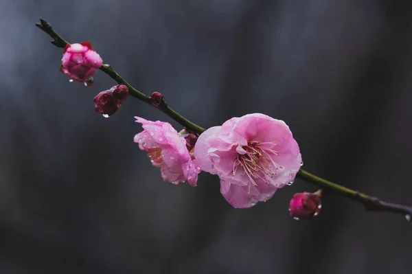 East Lake Plum Blossom Garden Famous Place Enjoy Plum Flowers — Stock Photo, Image
