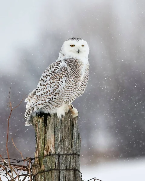 Vertical Shot Beautiful Snowy Owl Perched Tree Trunk — Stock Photo, Image