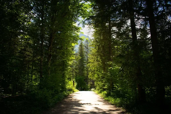 Ein Geheimnisvoller Waldweg Eine Kombination Aus Licht Und Schatten — Stockfoto