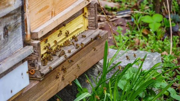 Roj Včel Před Dřevěnou Bednou Pro Včelařství — Stock fotografie