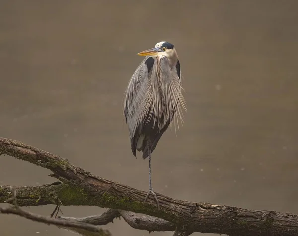 Nehirdeki Bir Ağacın Dalında Duran Büyük Mavi Balıkçıl Kuşunun Yakın — Stok fotoğraf