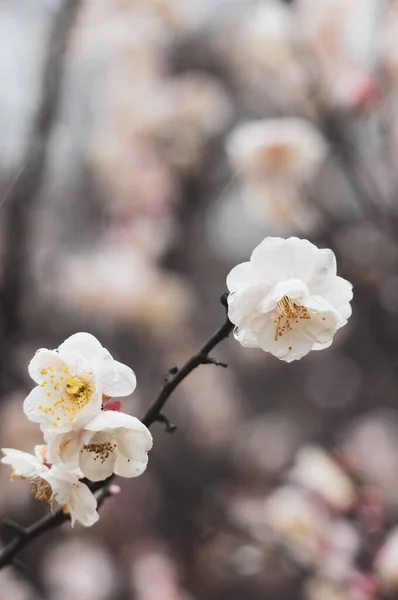 East Lake Plum blossom Garden is a famous place to enjoy plum flowers in China. It is surrounded by mountains and waters and has beautiful scenery.