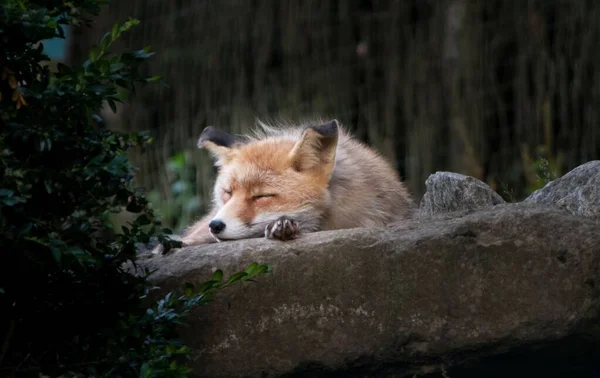 野生の石の上で眠っている赤いキツネのクローズアップショット — ストック写真