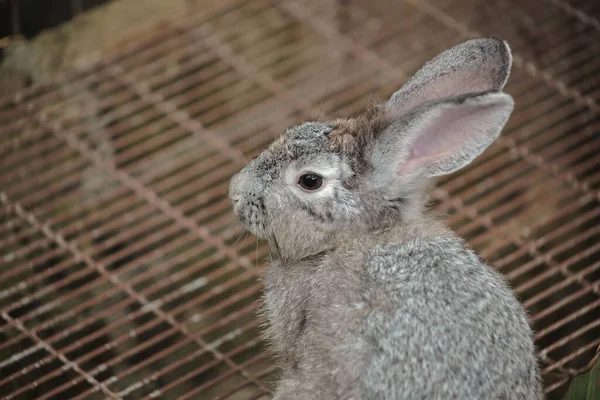 一只灰色兔子在笼子里的特写镜头 — 图库照片
