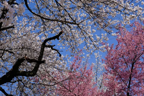 春天的一天 蓝天下绽放着一束淡淡的白色和粉色樱桃树 — 图库照片