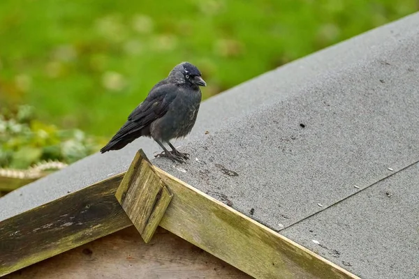 Çatıya Tünemiş Bir Karga Kuşunun Yakın Çekimi — Stok fotoğraf