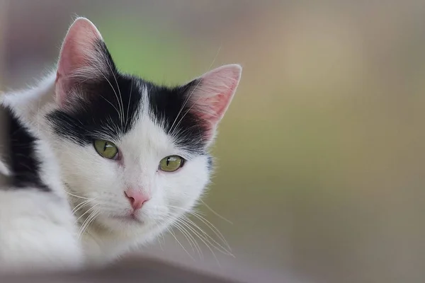 Een Close Shot Van Zwart Witte Kattenkop — Stockfoto
