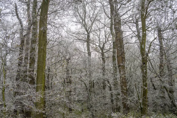 Höga Träden Skog Täckt Med Snö — Stockfoto