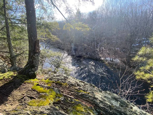 昼間は松に囲まれた小さな川が美しい自然風景 — ストック写真
