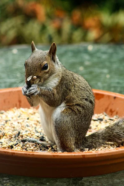 Tiro Vertical Esquilo Comendo Uma Semente Uma Bandeja — Fotografia de Stock