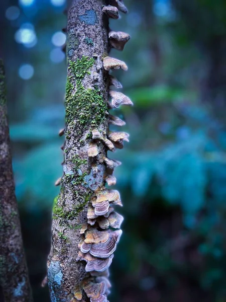 木の枝に生えている真菌の密接な眺め — ストック写真