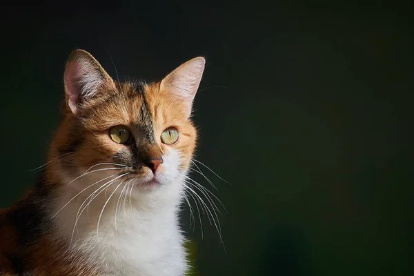 Eine Nahaufnahme Des Braun Weißen Katzenkopfes — Stockfoto