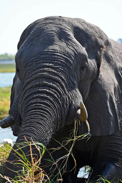 Primer Plano Cabeza Elefante Parque Nacional Chobe Botswana África — Foto de Stock