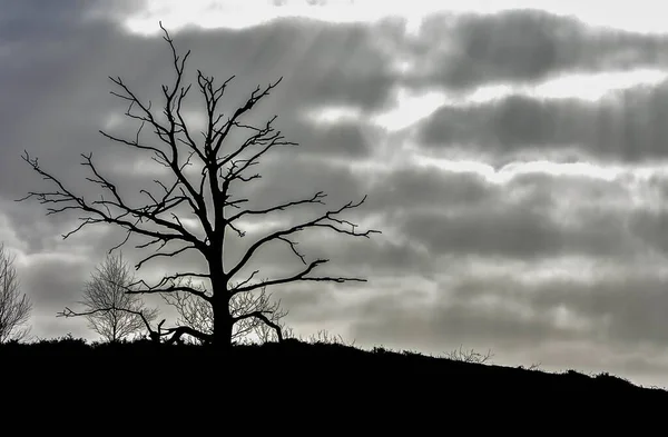在乌云密布的天空下 一张光秃秃的树的灰度照片 — 图库照片