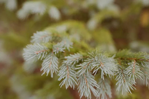 Yeşil Bir Çam Ağacının Dalına Yakın Çekim — Stok fotoğraf