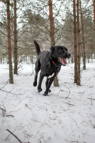 Вертикальный Снимок Очаровательной Игривой Чёрной Собаки Лабрадора Бегающей Волшебному Снежному — стоковое фото