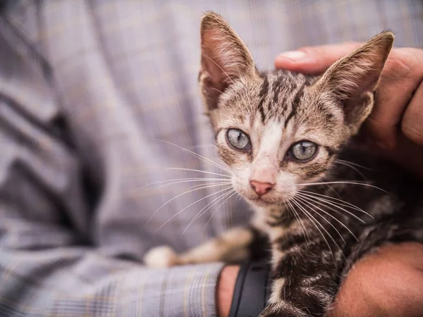 stock image A closeup shot of an adorable tabby kitty in the hands of a person