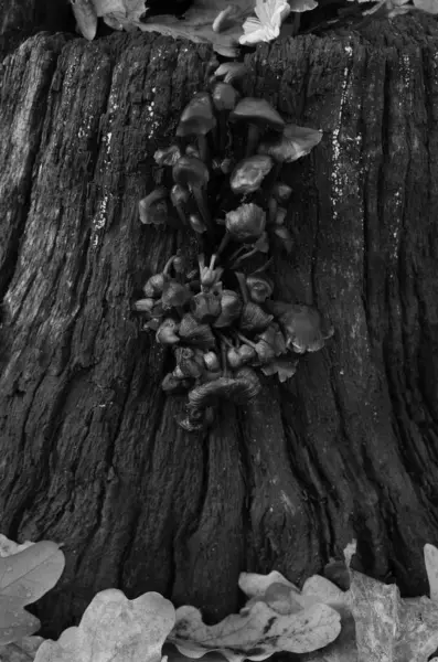 Uma Escala Cinza Vertical Tronco Árvore Com Fungo Coberto — Fotografia de Stock
