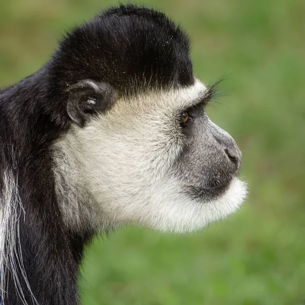 Nahaufnahme Eines Colobus Affen Auf Verschwommenem Hintergrund — Stockfoto