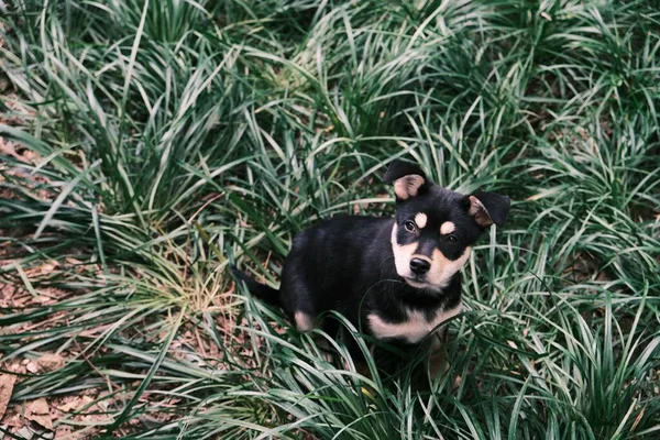 Yeşil Çimenlikteki Siyah Bir Köpek — Stok fotoğraf