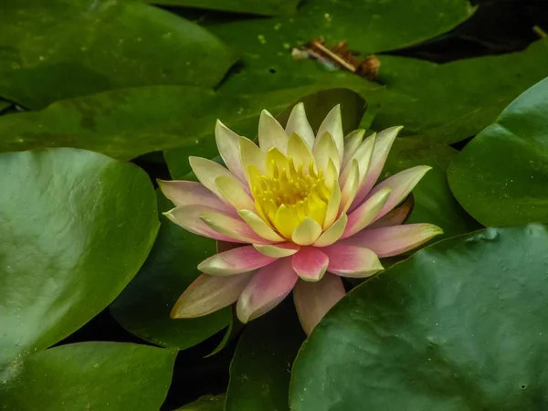 Gölette Yeşil Yaprakların Arasında Büyüyen Bir Nilüfer Çiçeğinin Yakın Çekimi — Stok fotoğraf