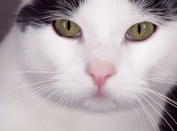 緑の目と長いひげを持つ愛らしい白い猫のクローズアップショット — ストック写真
