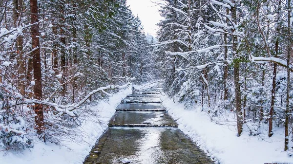 Bosque Cubierto Nieve Durante Invierno —  Fotos de Stock
