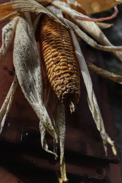 Closeup Corn Dry Leaves — Stock Photo, Image